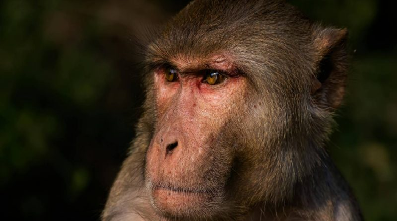 Descubren que primates cuentan con “circuito cerebral” para identificar rostros