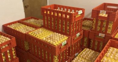 Guárico avanza en producción avícola del país