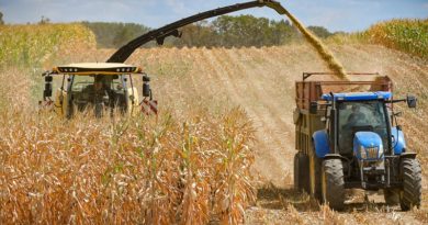 Unidad de Producción AGA cosecha 46 hectáreas de maíz blanco en Portuguesa