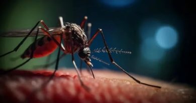 OPS pide reforzar vigilancia del virus Oropouche en Latinoamérica