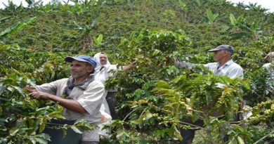 Yaracuy café