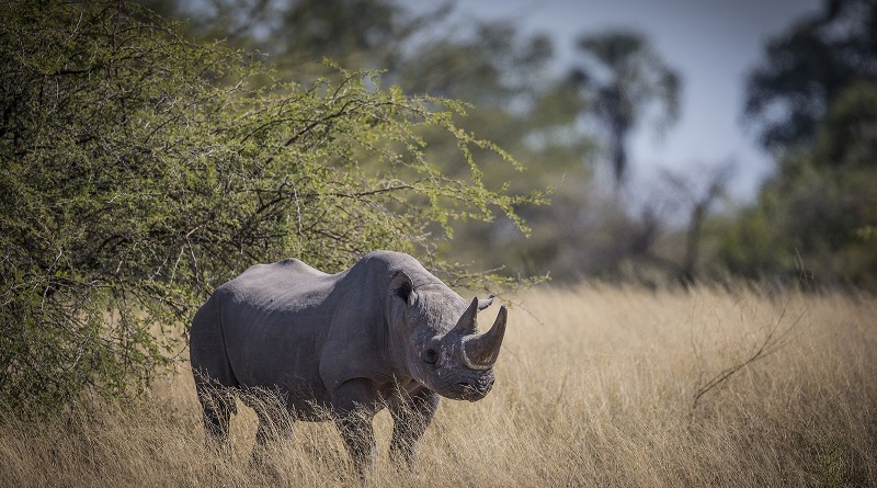 Gobierno de Sudáfrica celebra disminución de caza furtiva de rinocerontes