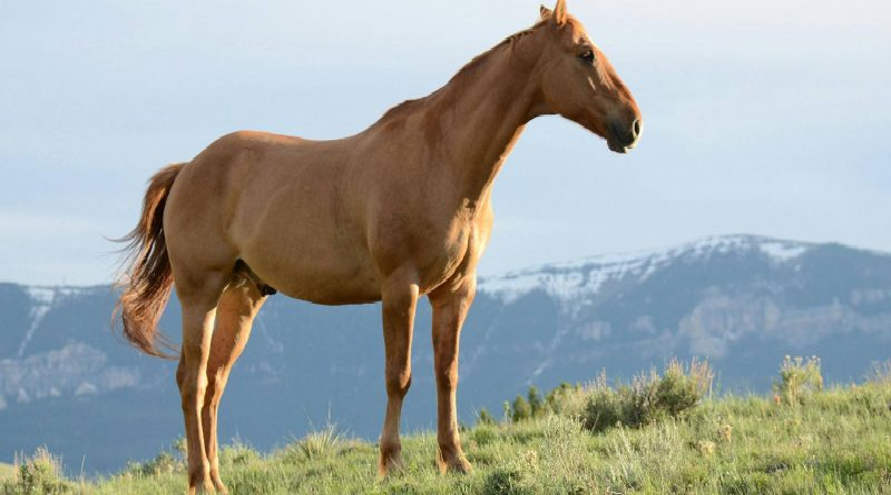 Revelan que caballos son capaces de planificar y pensar de forma estratégica