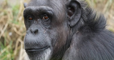 ¿Pueden los primates entender y replicar el lenguaje?