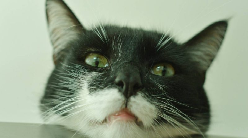 Revelan que gatos pasarían por "duelo" cuando fallecen sus compañeros
