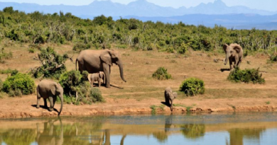 Expansión humana en hábitats naturales podría desencadenar pandemias
