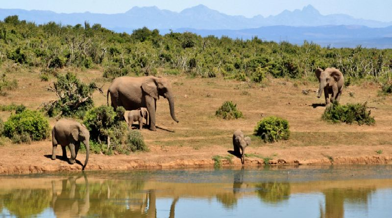 Expansión humana en hábitats naturales podría desencadenar pandemias