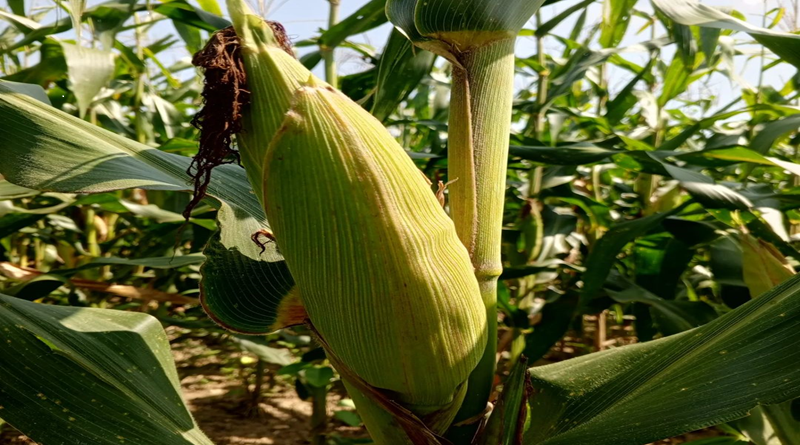 Fortalecen producción de maíz blanco en el estado Yaracuy