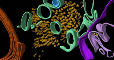 Revelan por primera vez estructura molecular del alzheimer en el cerebro