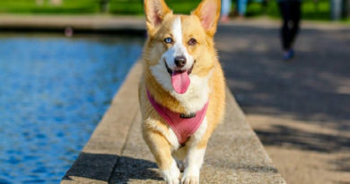 Perros pueden comunicarse con humanos a través de tableros de sonido