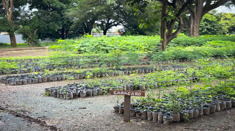 Siembran cinco mil plantas en Zona Protectora Mitar Nakichenovich de Portuguesa