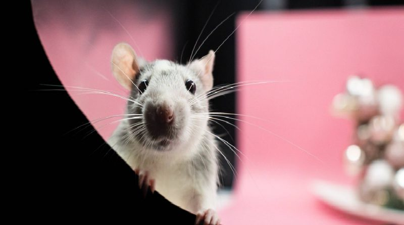 Logran controlar la mente de ratones de forma remota por primera vez