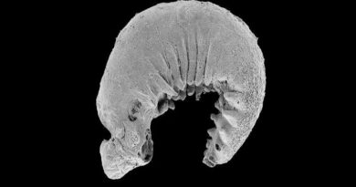 Hallan larva fosilizada de 520 millones de años con cerebro y vísceras conservadas