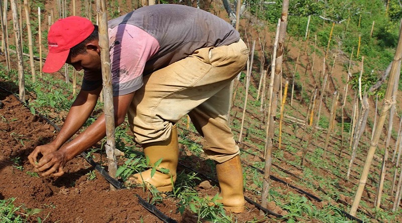 Productores de Yaracuy reciben insumos agrícolas para cultivo del café