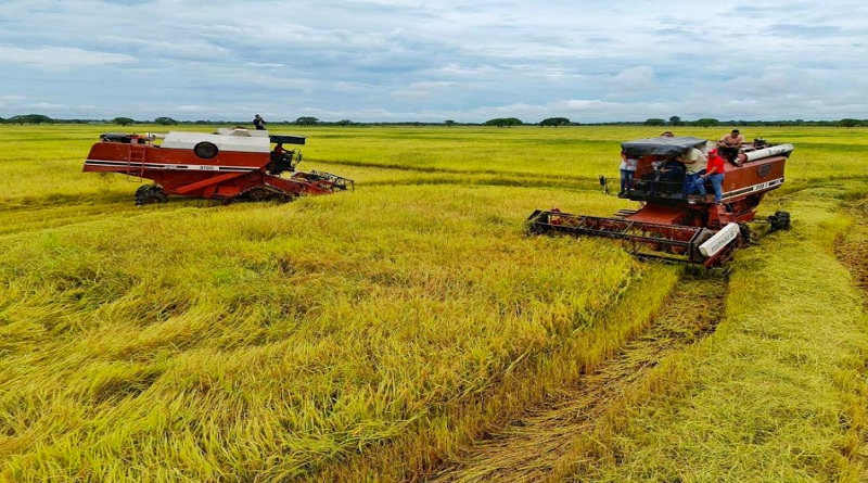 Más de 19 mil hectáreas de arroz tiene sembrado el estado Guárico