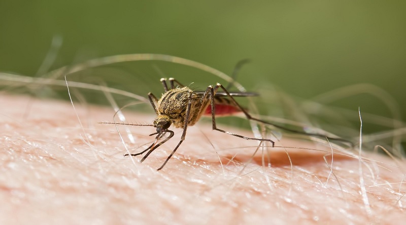Estados Unidos desarrolla nuevo fármaco contra la malaria