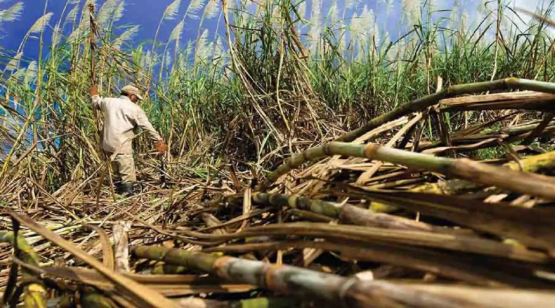 Portuguesa aportará 800 mil toneladas de caña de azúcar