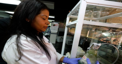 Científicos venezolanos impulsa proyecto para mejorar producción del cacao