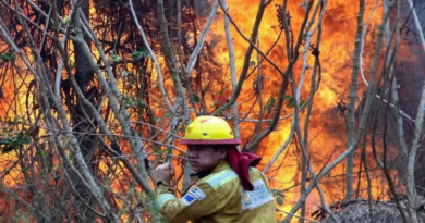 Bolivia declara desastre nacional ante incendios forestales