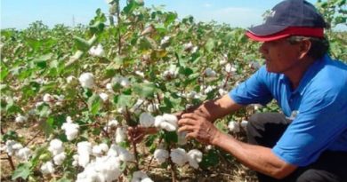 productores-algodon-guarico-contrato-plan-siembra