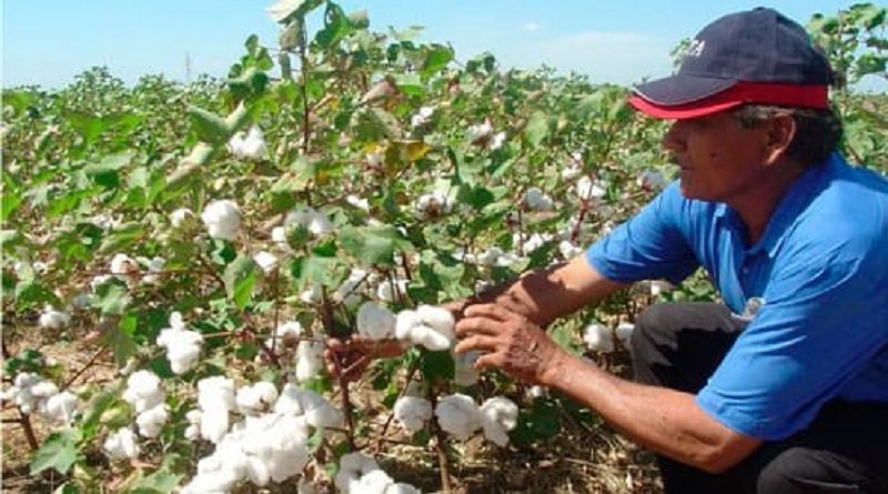 productores-algodon-guarico-contrato-plan-siembra
