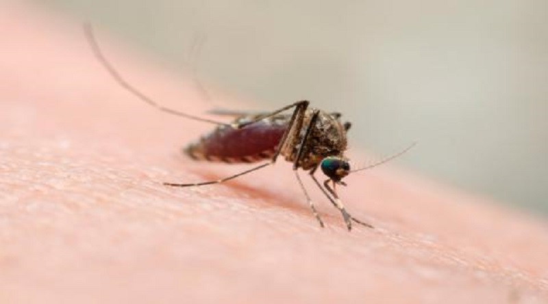 OPS publica actualización sobre fiebre de Oropouche en América