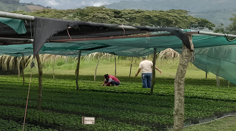 Corporación Venezolana del Café realiza jornada de agronomía en Trujillo