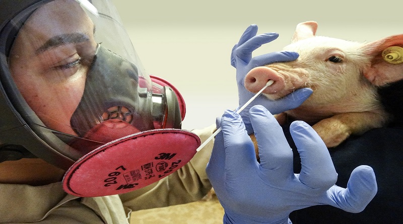 Detectan gripe aviar en un cerdo por primera vez en la historia