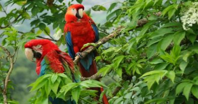 Apoyo a la biodiversidad del planeta Tierra tiene un déficit de $ 700 mil millones