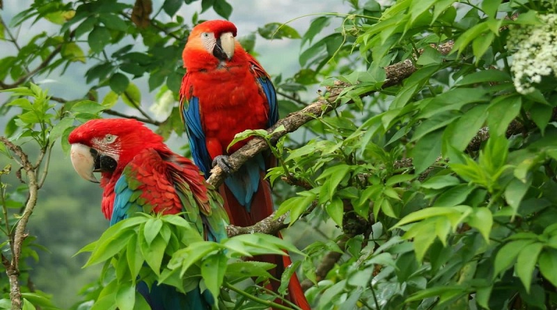 Apoyo a la biodiversidad del planeta Tierra tiene un déficit de $ 700 mil millones