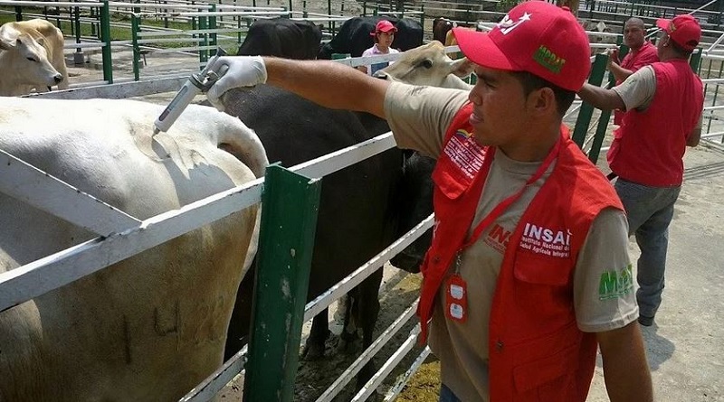 Ciclo de Vacunación Contra la Fiebre Aftosa inicia el 1 de noviembre en Táchira