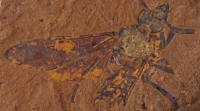 Descubren en Australia primer fósil de mosca sierra del Mioceno