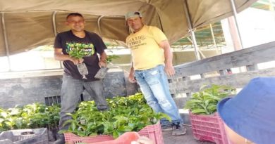 Entrega de plantas de café en Lara impulsa la producción agrícola