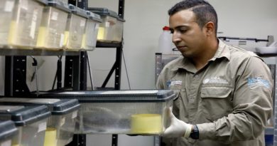 Científicos de IDEA avanzan con antiveneno de cascabel en Guárico