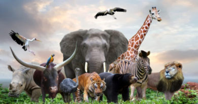 Conmemoran Día Mundial de los Animales para crear conciencia de las especies