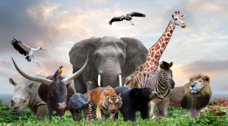 Conmemoran Día Mundial de los Animales para crear conciencia de las especies