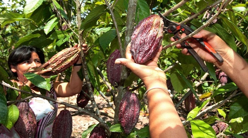 Proyecto de Ley del Cacao impulsa una universidad para el sector