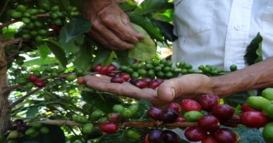 Edición de Caracas Quiere Café busca impulsar sector cafetalero venezolano