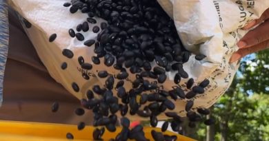 Guárico garantiza soberanía agroalimentaria con Plan de Siembra de Leguminosas