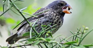 Cambios ecológicos promueven nuevas especies de aves en Ecuador