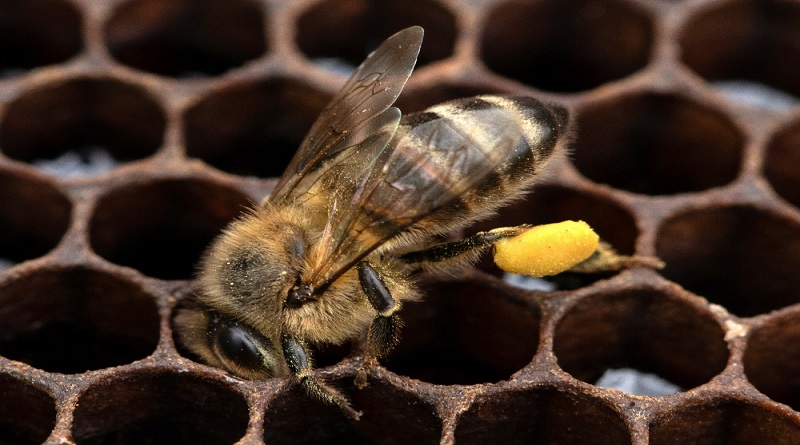 Avanza proyecto de protección de abejas nativas en Ature-Amazonas