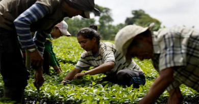 Caficultores de Trujillo reciben plantas de café para impulsar producción local