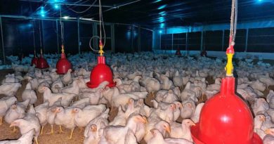 guarico-avanza-avicultura-segundo-productor-avicola-pais