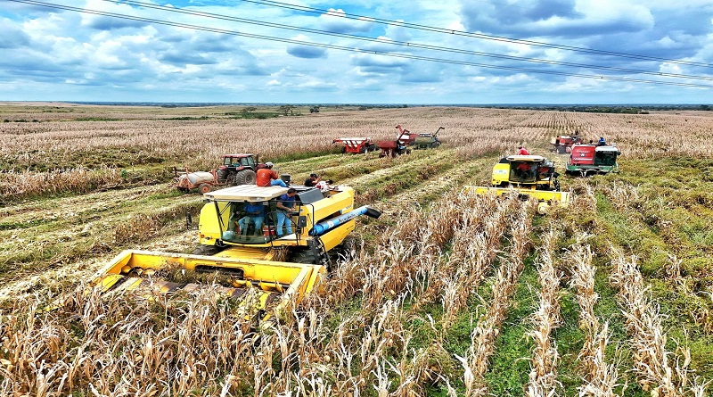 guarico-produccion-agricola-nacional-cosecha-maiz