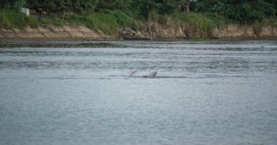 Evalúan situación de toninas varadas en una laguna en Guárico