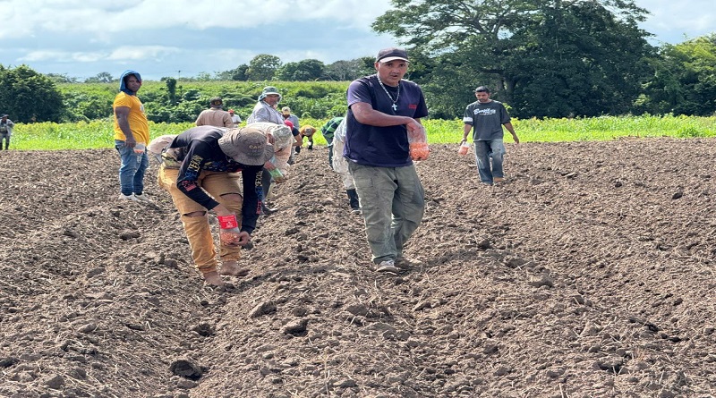 Plan de Multiplicación de Semillas inicia en el estado Monagas