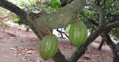 Socializan técnicas de clonación de cacao en Barinas