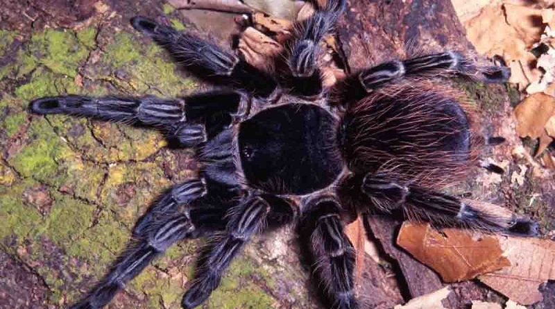 Brasil avanza en cura contra el cáncer a partir del veneno de araña cangrejo