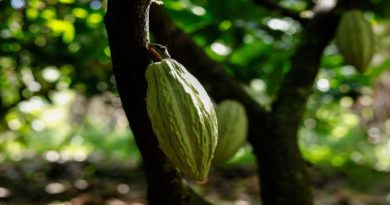 Academia de Ciencias Agrícolas refuerza investigación y producción de cacao