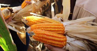 Otorgan herramientas y semillas a productores de maíz en Bolívar